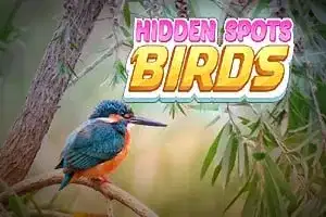 Hidden Spots - Birds